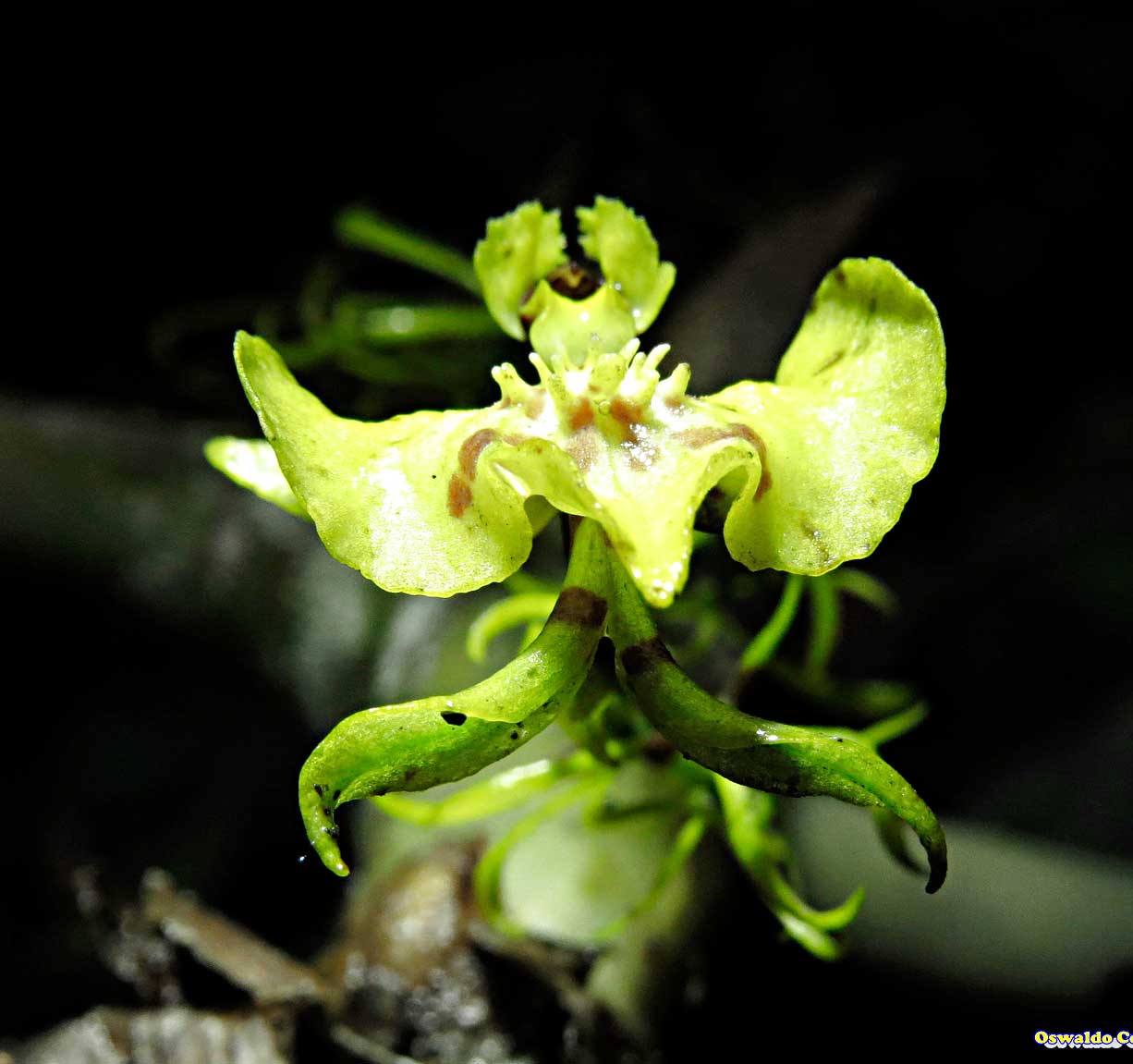 Orchid Colombia Tours Orquidea Birding Colombia Nature Colombia