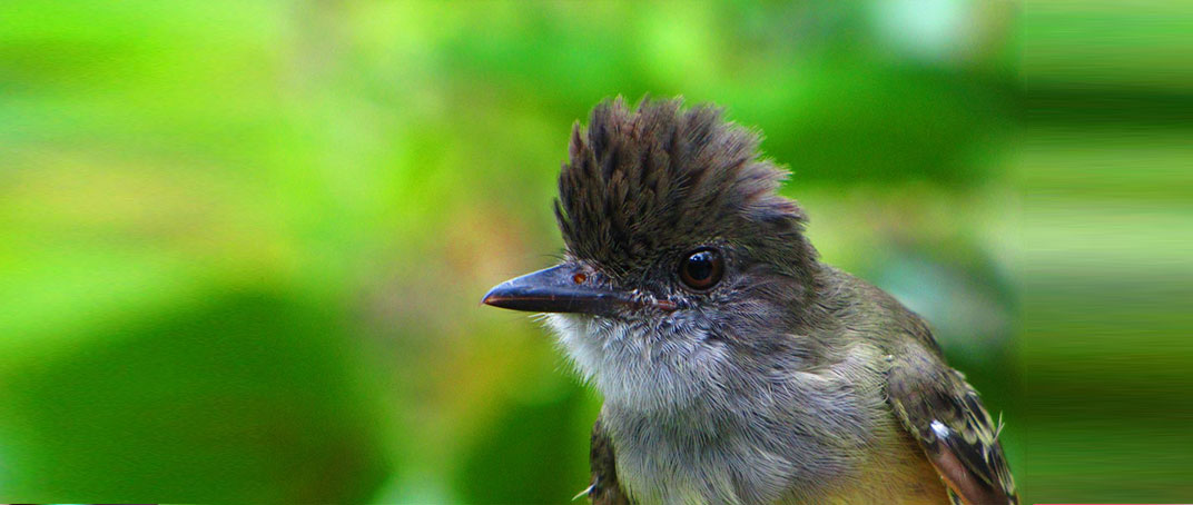 Birding, Nature and Wildlife Colombia Tours – Awesome Colombia – Live ...