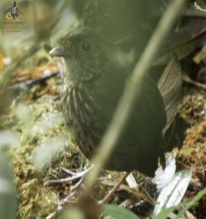 Bogota Birding Tours - Birding Colombia - Nature ...