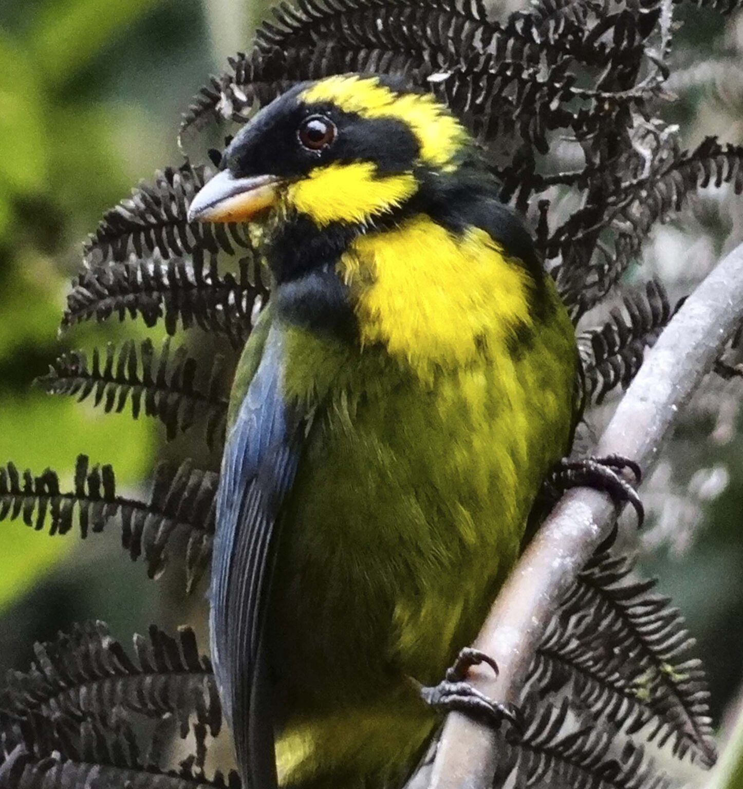 colombia bird tours