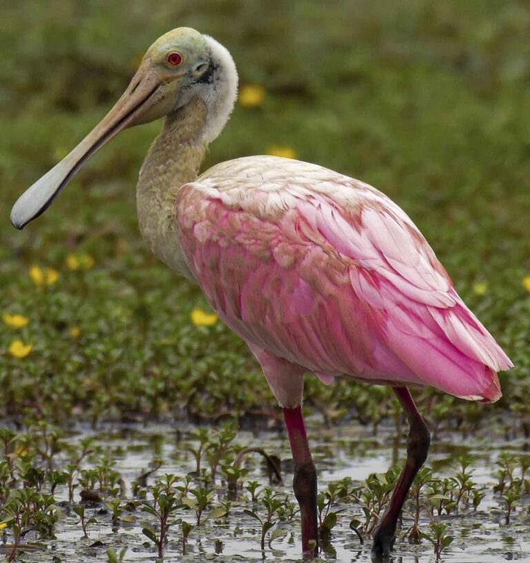 Colossal Tour! More Of The 700 Colombian Birds – 32 Days – Birding ...