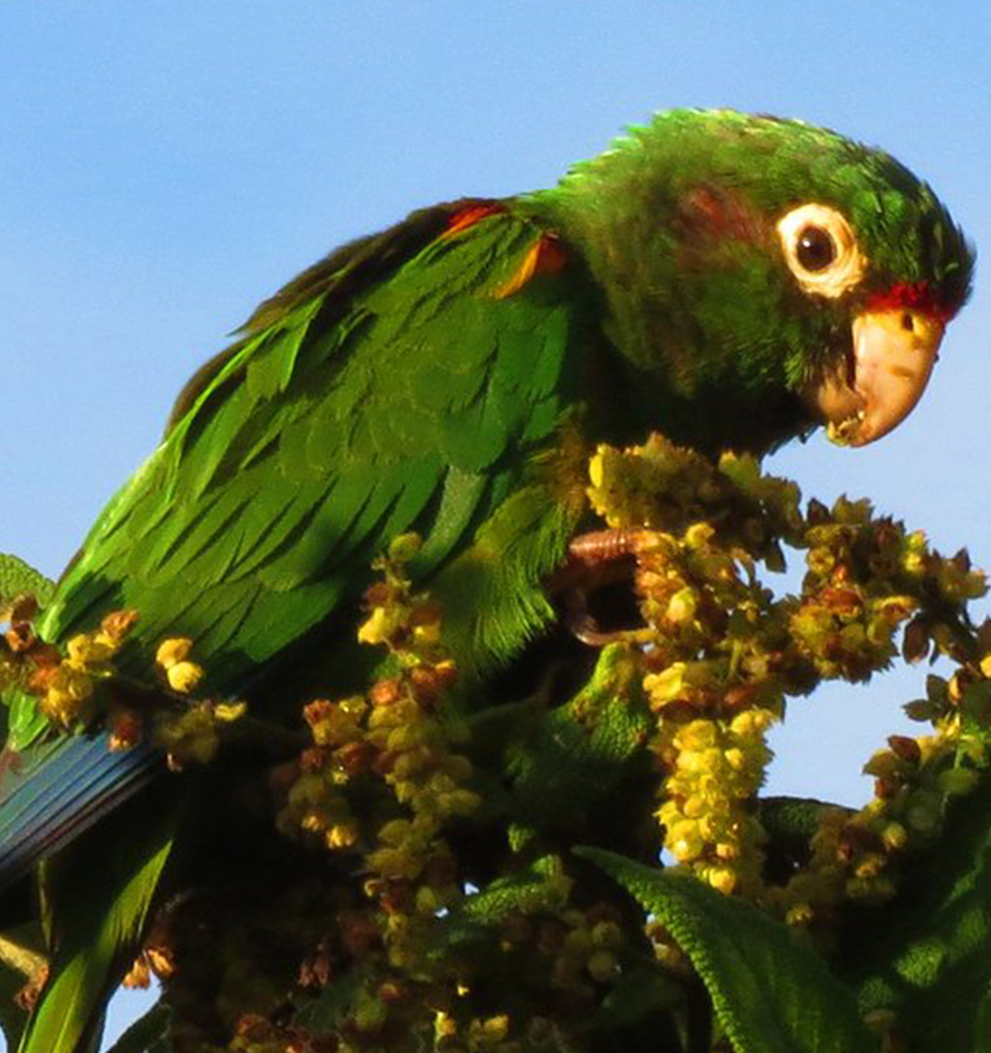 Santa Marta Parakeet - Pyrrhura viridicata - Periquito de Santa Marta - El Dorado Lodge - Colombia Birding Tours
